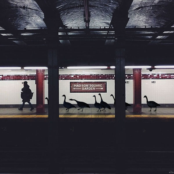 Subway-geese__880
