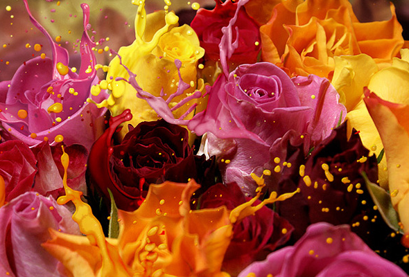 Roses Bouquet Splash Effect