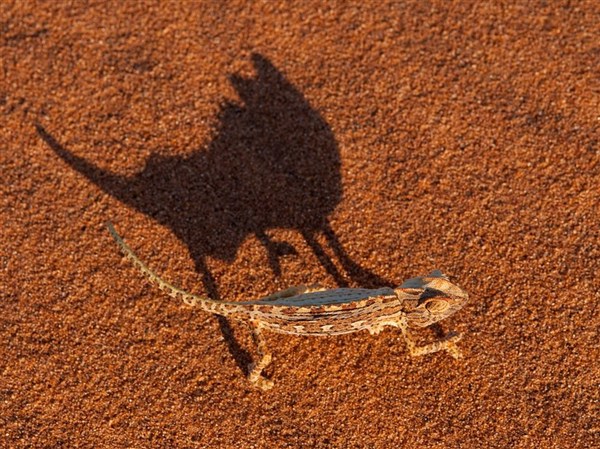 Namaqua Chameleon