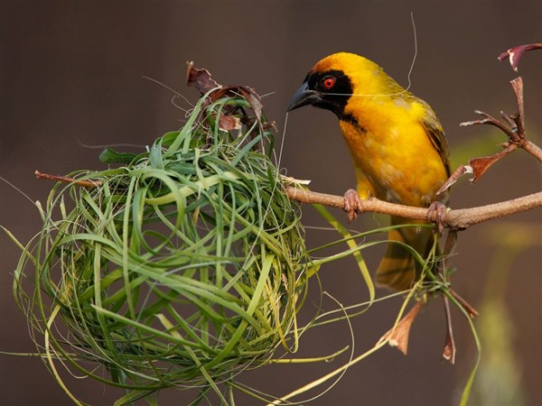 Southern Masked Weaver