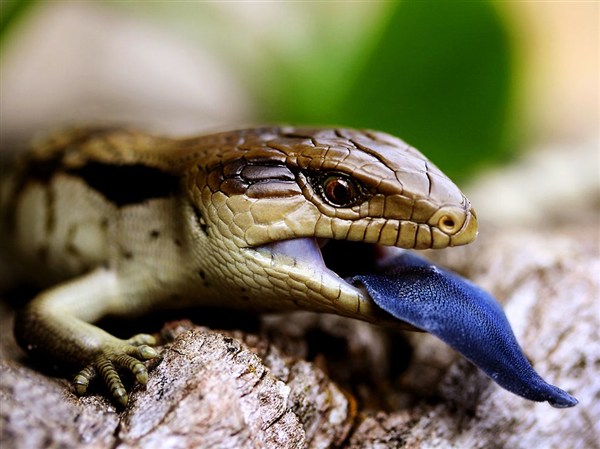 blue-tongued-lizard