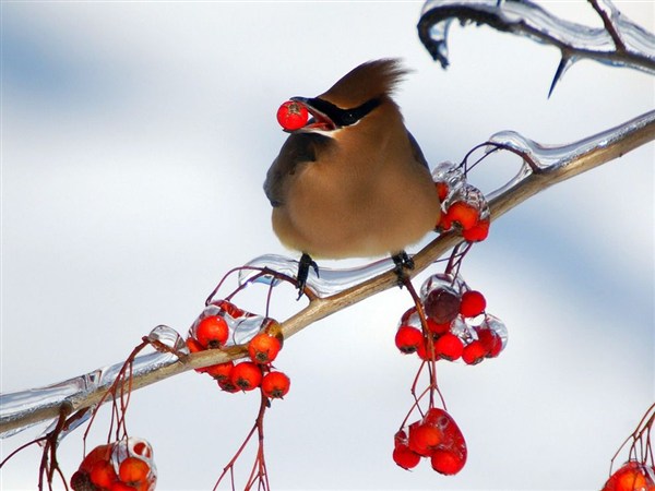 cedar-waxwing