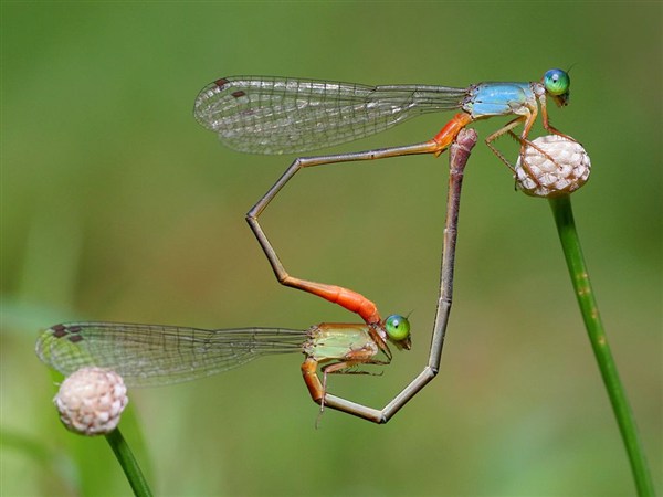 damselflies