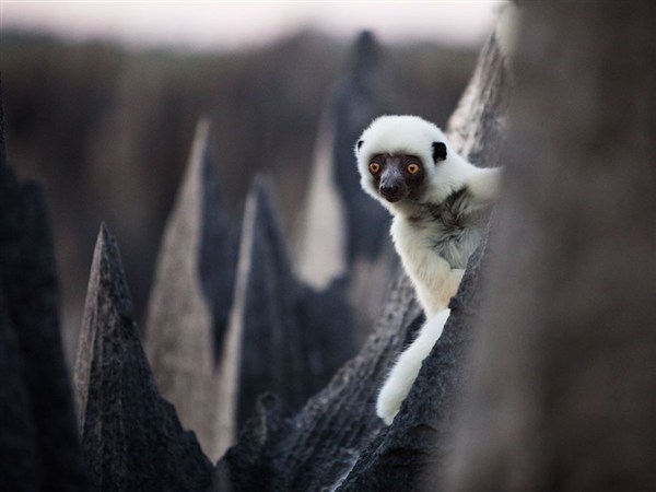 deckens-sifaka