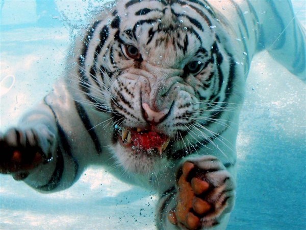 diving-tiger