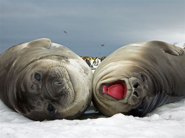 elephant-seal-pups