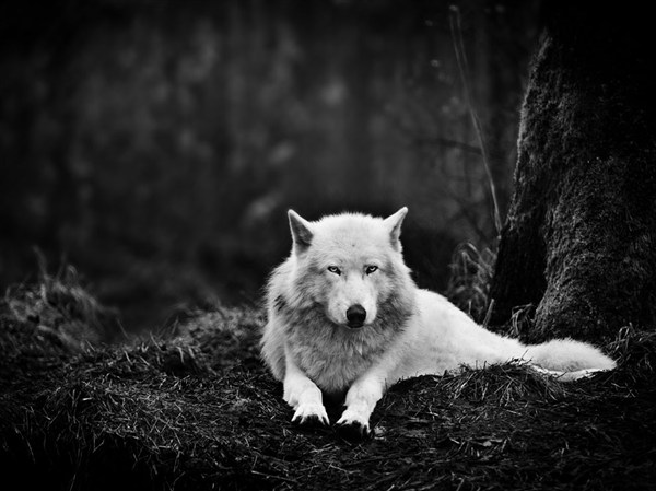 gray-wolf