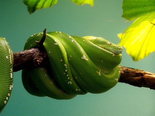 green-snake-on-a-branch