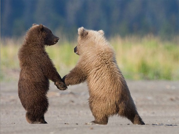 grizzly-bear-cubs