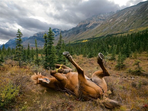 horse-scratching