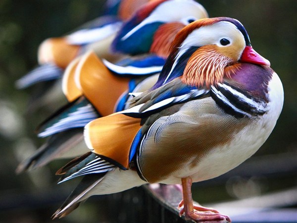 mandarin-ducks