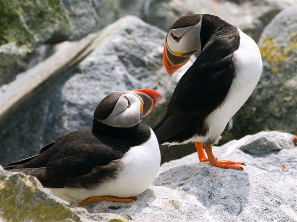 puffins