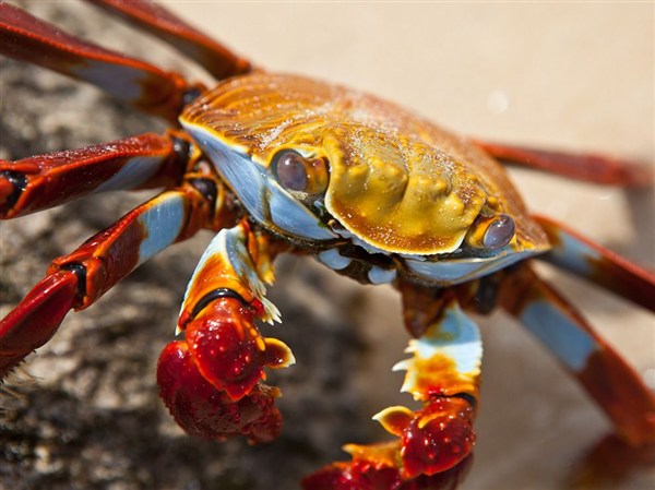 sally-lightfoot-crab