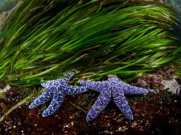 sea-stars