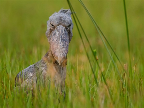 shoebill