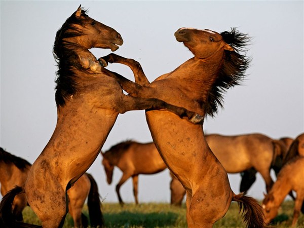 stallions-fighting