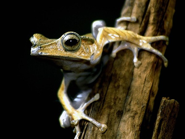 tree-frog