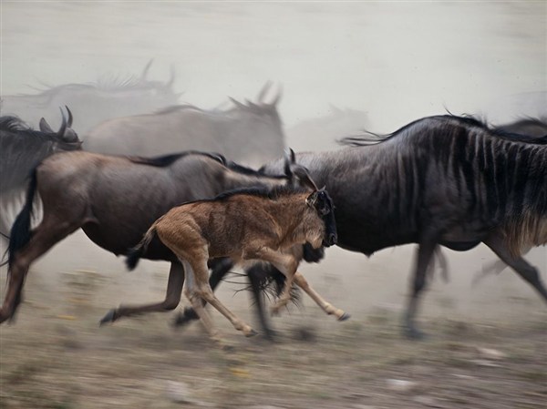 wildebeest