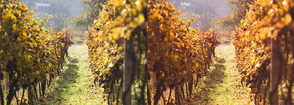 Fall Color Boost Photoshop Action