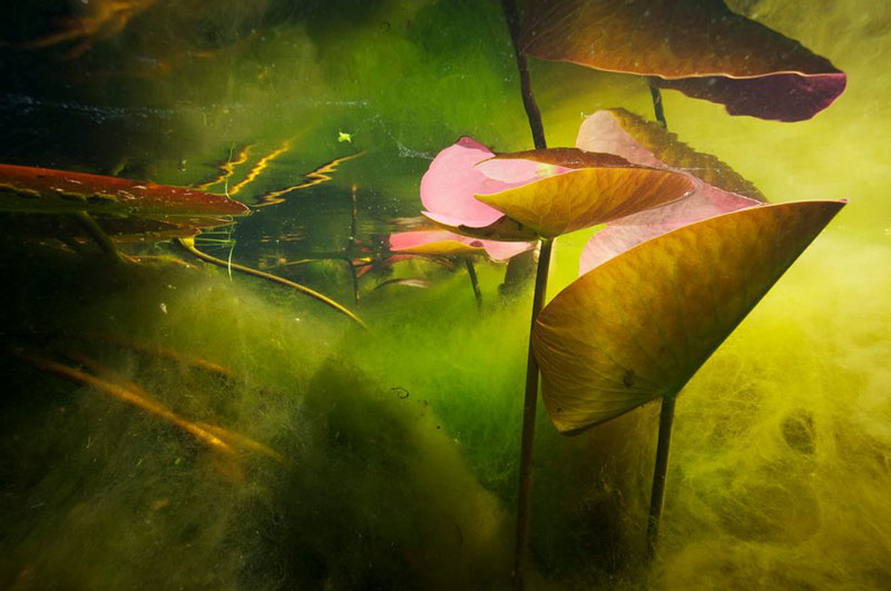 The underwater landscapes of Michel Roggo