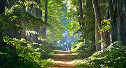 Road in a beautiful forest in the morning