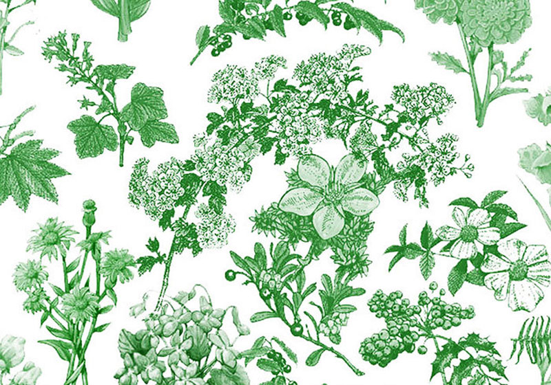 flora-brushes-1