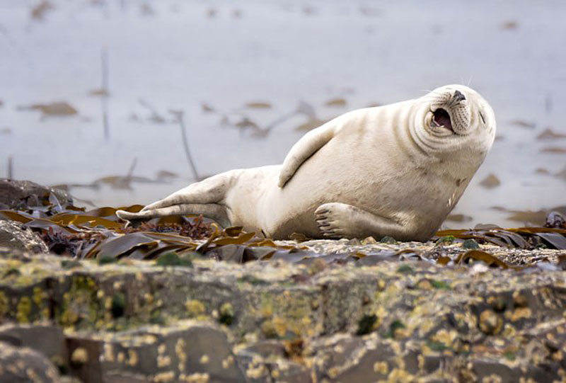 The best of the Comedy Wildlife Photography Awards