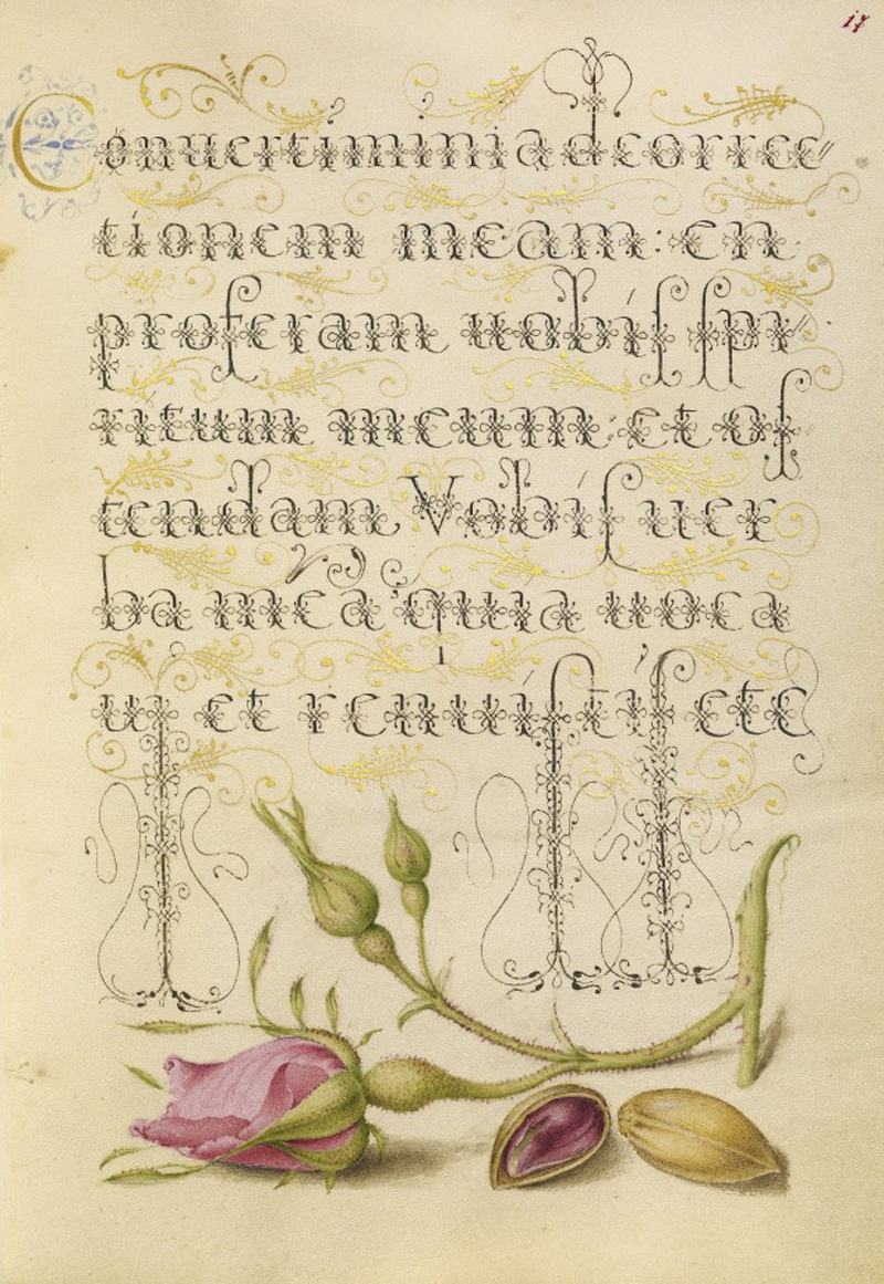 Mira-calligraphiae-monumenta-14-634x920