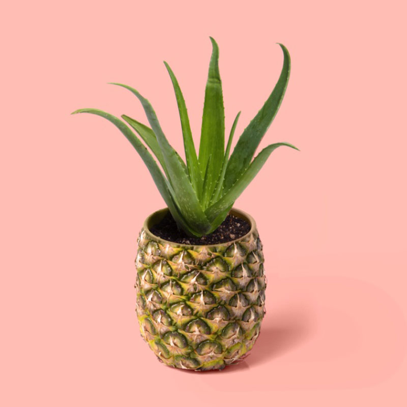 pineapple-cactus-pot-prints