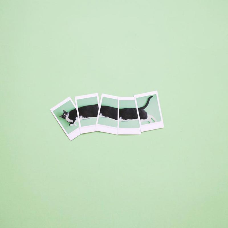 Cat dreams by Hugo Martinez