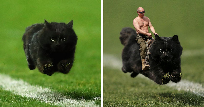 flying-rugby-cat-photoshop-battle-raw