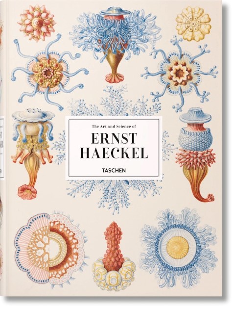 Illustrations of microbes as a form of art, a look at Ernst Haeckel’s work