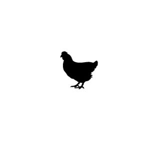 Chicken vector