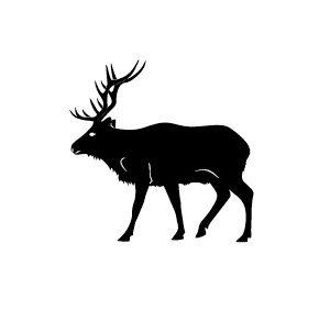 Deer vector