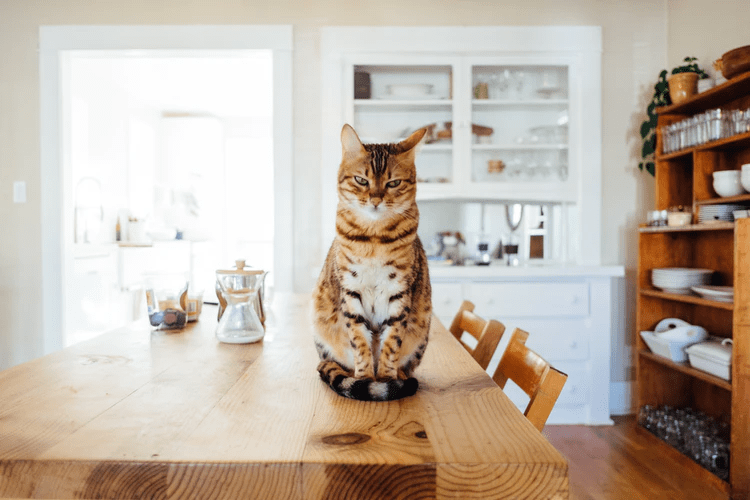 Ideas for Designing and Decorating your Cat-Themed Home