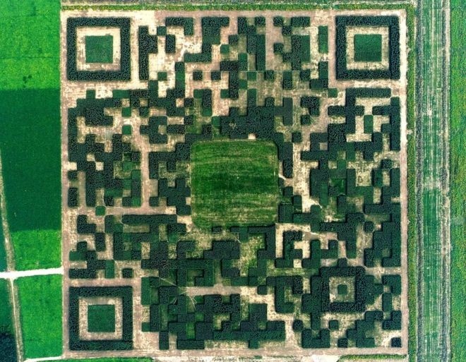 A Giant QR Code Made Of Trees