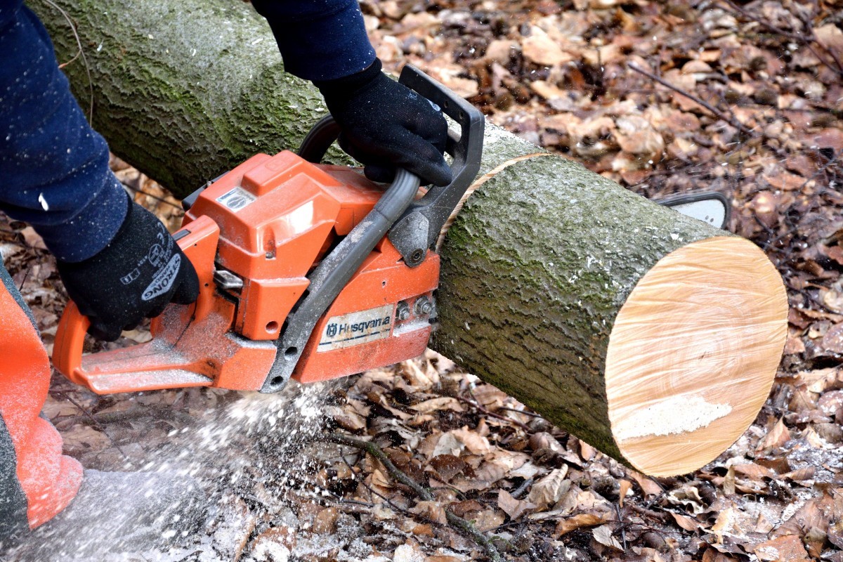 Tree Sculpting: A Creative Practice to Rival Street Art